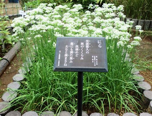 9月の万葉植物園にらの花