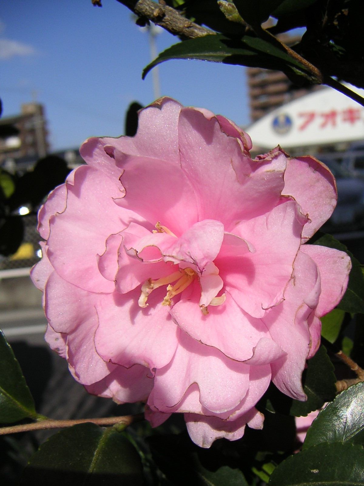 雪華と うふふ 池坊いけばな バッティングセンターに初めていきました