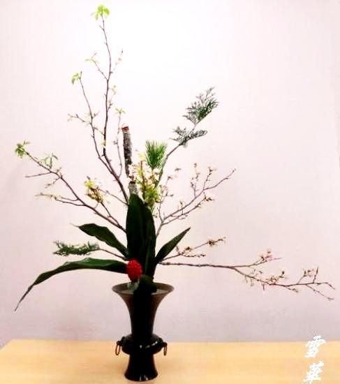 雪華と うふふ 池坊いけばな 久々に古典立花の習作 桜一色に万年青の前置きで