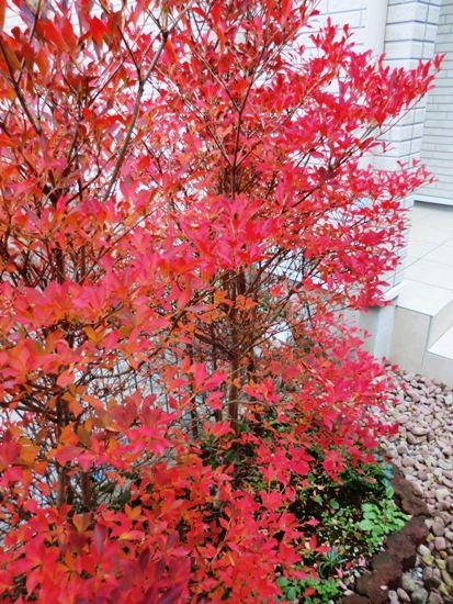 うちの庭のどうだんつつじ紅葉