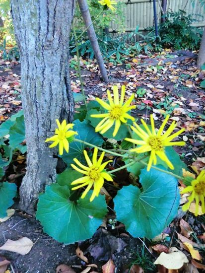 11月の万葉植物園ツワブキ