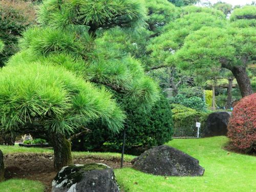 市川万葉植物園CIMG8460
