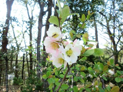 3月の万葉植物園 木瓜
