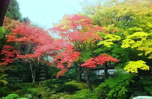 201911のぶりんの紅葉写真