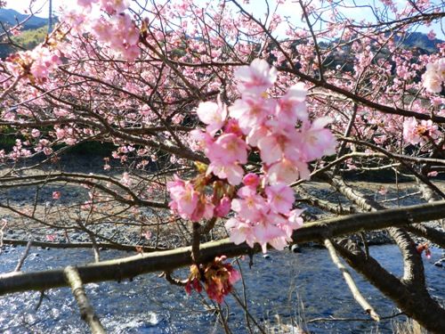 河津桜あっぷ