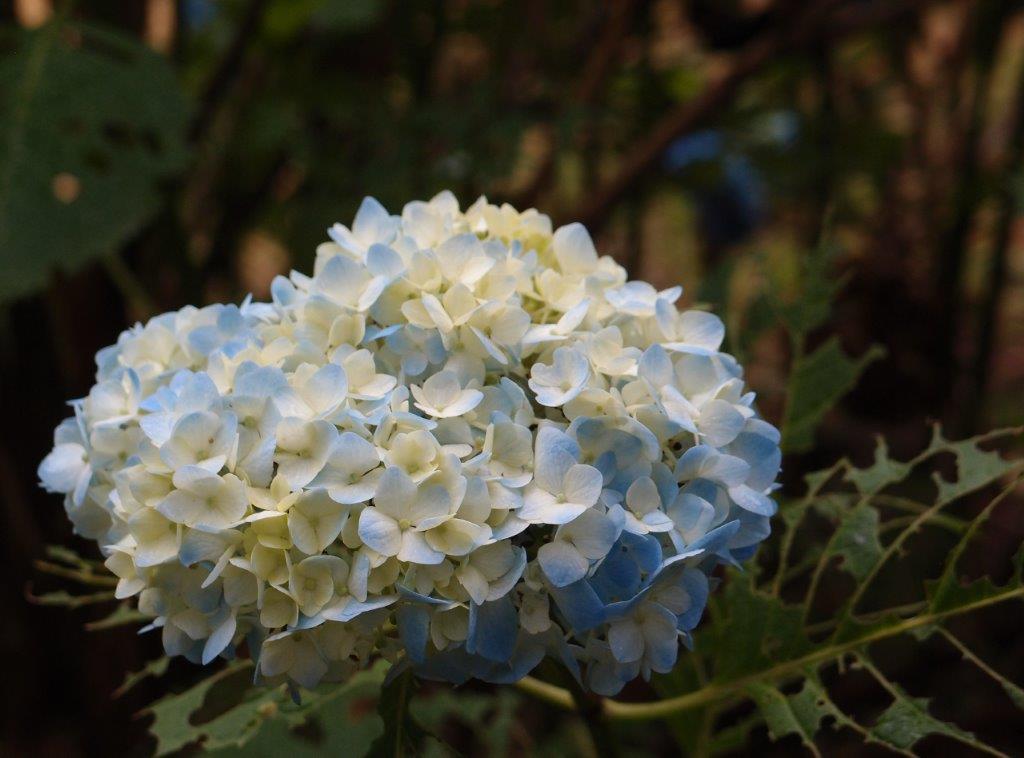 咲き始めの紫陽花 好き の抽斗