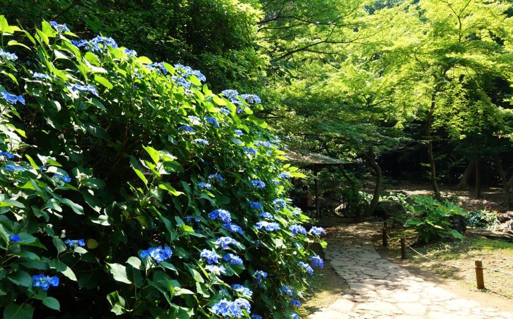 六義園 紫陽花 黒軸 好き の抽斗 六義園 紫陽花 黒軸 好き の抽斗