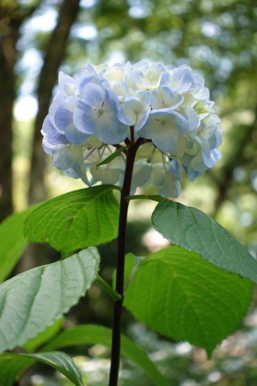 六義園 紫陽花 黒軸 好き の抽斗