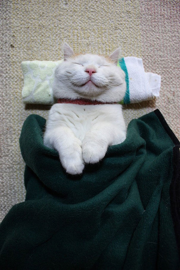 いみじうをかしげなる猫あり おもしろ画像10選 いみじうをかしげなる猫あり おもしろ画像10選