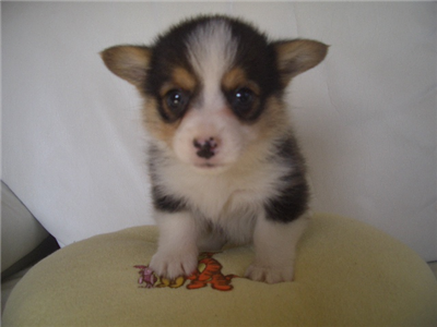 徳島ブリーダーのウェルシュコーギーペンブローク ブラックタン ホワイト オス ペットショップセレクトわんのブログ