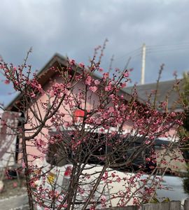 IMG_5914