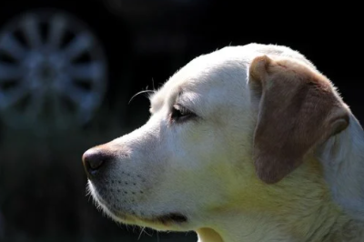 実家に彼女を連れてったら 隣家の犬が狂ったように吠えた 家族 おかしい 彼女の身元を調べてみたら 俺 えっ とんでもない事に 結婚総研 実家に彼女を連れてったら 隣家の犬が狂ったように吠えた 家族 おかしい 彼女の身元を調べてみたら 俺 えっ とんでもない事に 結婚総研