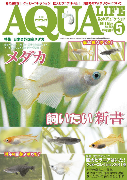 炎の熱帯魚 炎の熱帯魚