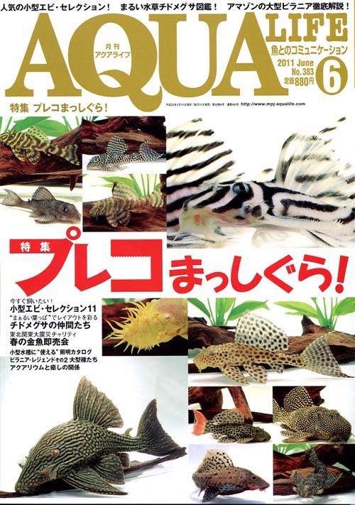 炎の熱帯魚 炎の熱帯魚