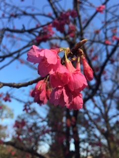 20180303_彼岸桜