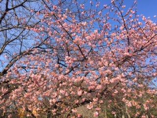 20180303_桜