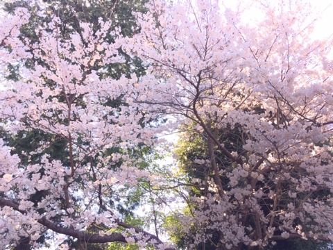20190404_桜