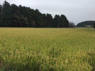 20181011_稲穂