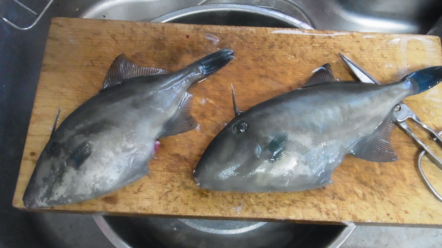 21年5月 も鯉ではなくて海の魚 Sinの通勤運動 独逸生活 旅行 建築 家 21年5月 も鯉ではなくて海の魚 Sinの通勤運動 独逸生活 旅行 建築 家