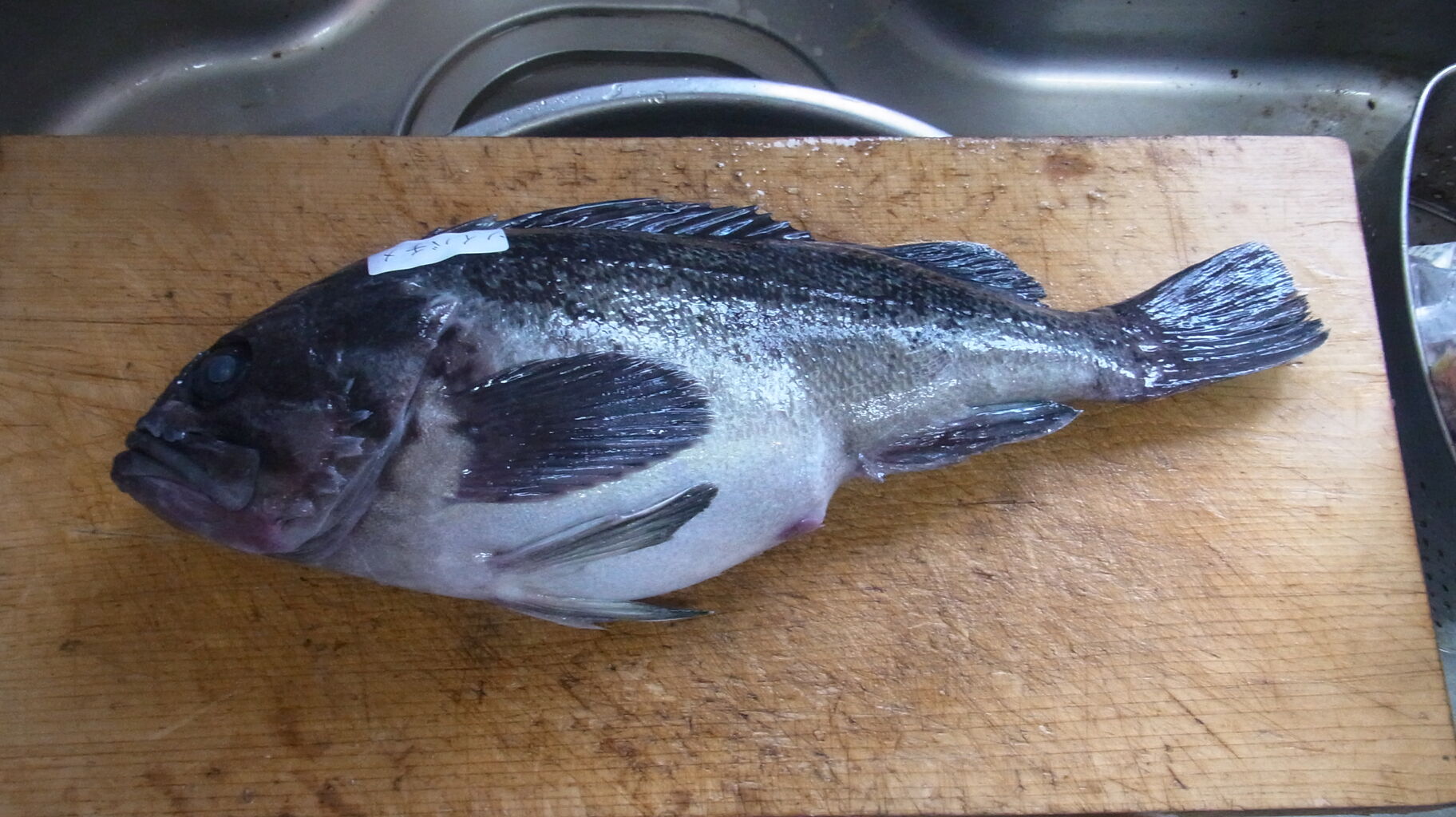 年2月 のお魚 さん Sinの通勤運動 独生活 旅行 建築 家 年2月 のお魚 さん Sinの通勤運動 独生活 旅行 建築 家
