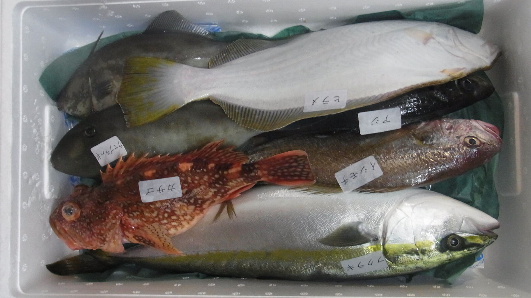 21年5月 も鯉ではなくて海の魚 Sinの通勤運動 独逸生活 旅行 建築 家 21年5月 も鯉ではなくて海の魚 Sinの通勤運動 独逸生活 旅行 建築 家