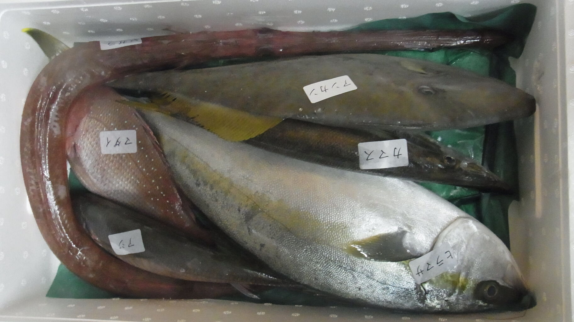 19年11月 末のお魚 さん達 Sinの通勤運動 独逸生活 旅行 建築 家 19年11月 末のお魚 さん達 Sinの通勤運動 独逸生活 旅行 建築 家