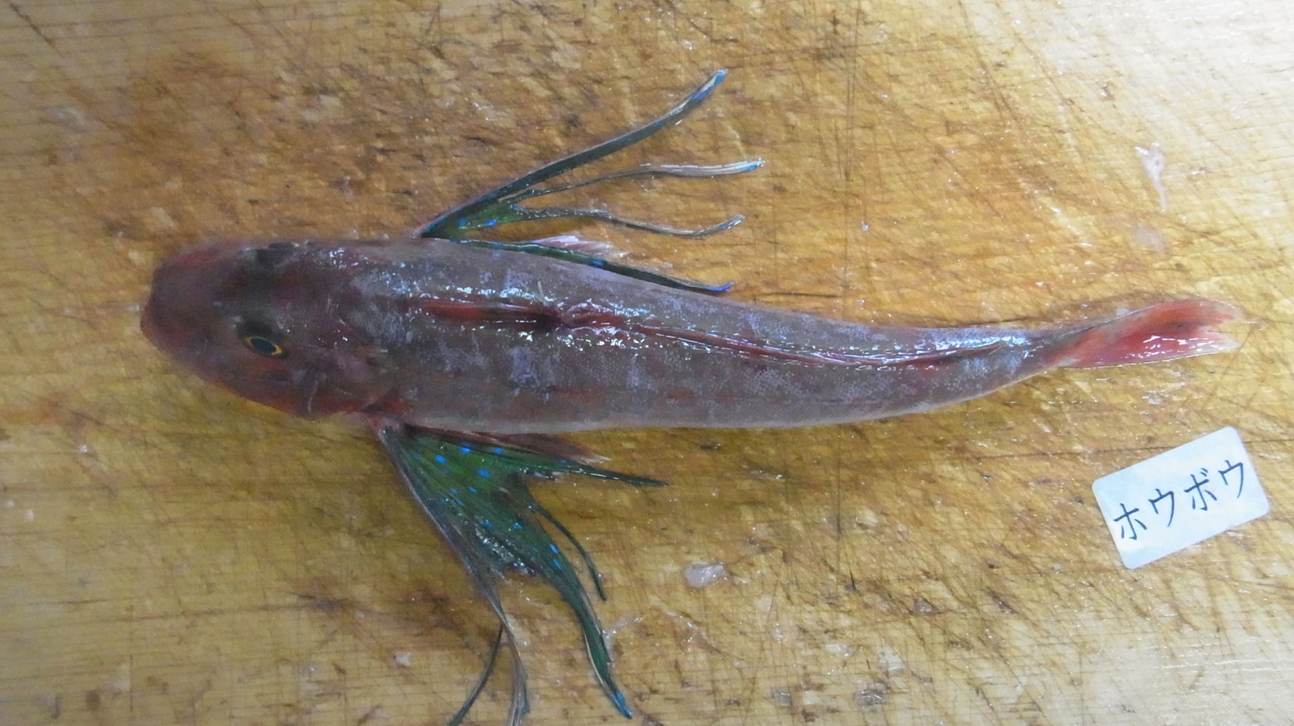 アンコウ来た 19年2月もお魚を通販 Sinの通勤運動 独逸生活 旅行 建築 家