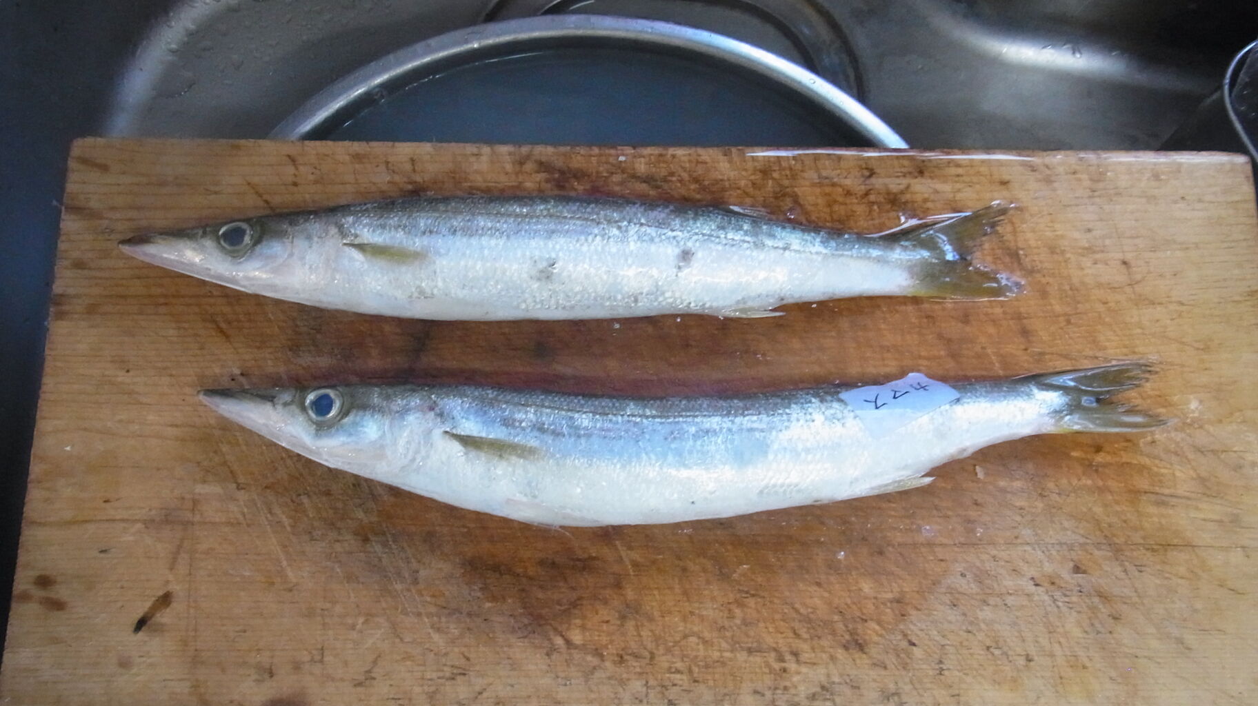 年8月 末のお魚 さん Sinの通勤運動 独逸生活 旅行 建築 家