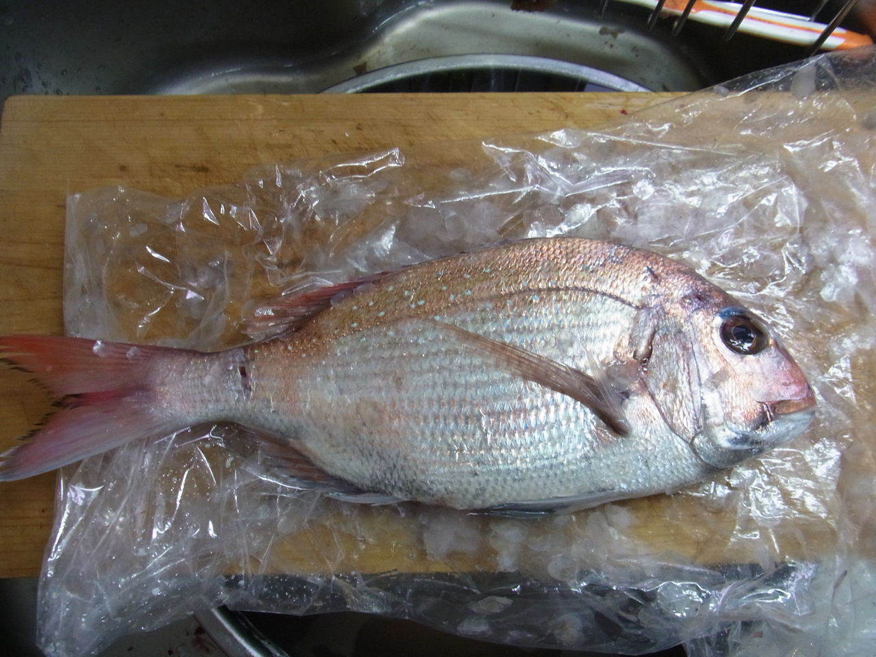 17年8月 の鮮魚 Sinの通勤運動 独逸生活 旅行 建築 家