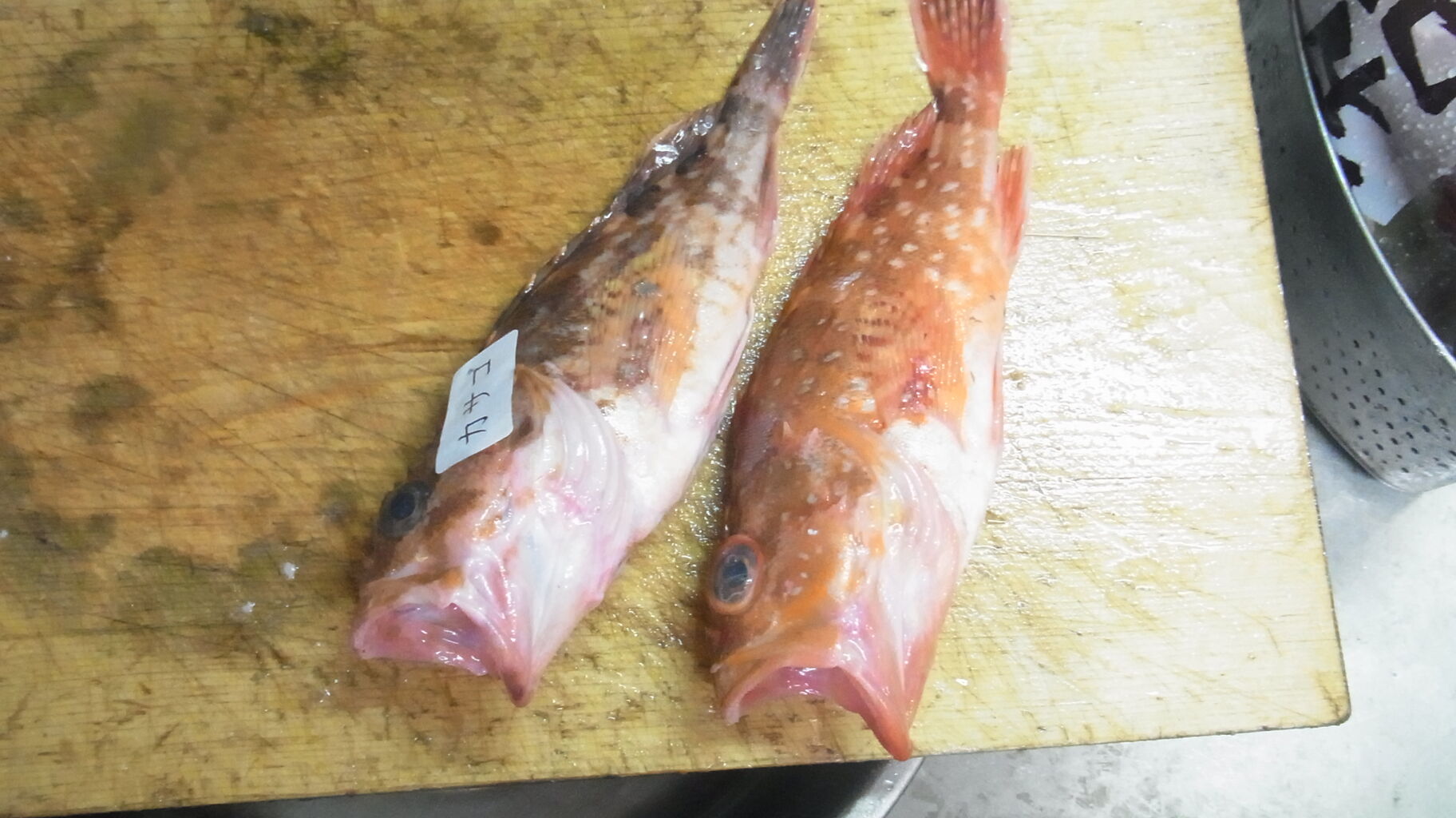 年3月 末にもお魚 さん Sinの通勤運動 独逸生活 旅行 建築 家 年3月 末にもお魚 さん Sinの通勤運動 独逸生活 旅行 建築 家