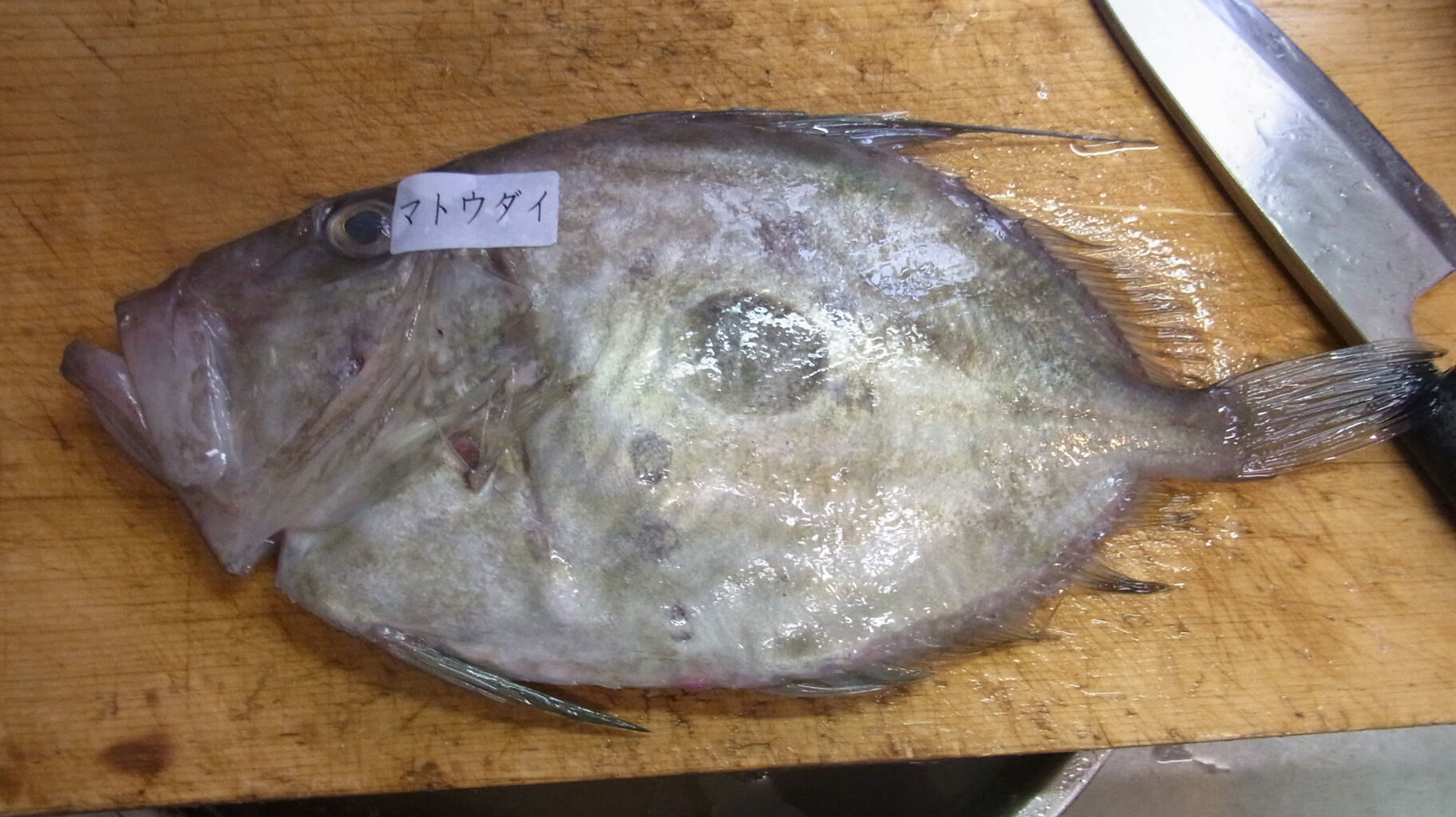 19年 年末年始に向けてのお魚 さん Sinの通勤運動 独逸生活 旅行 建築 家 19年 年末年始に向けてのお魚 さん Sinの通勤運動 独逸生活 旅行 建築 家