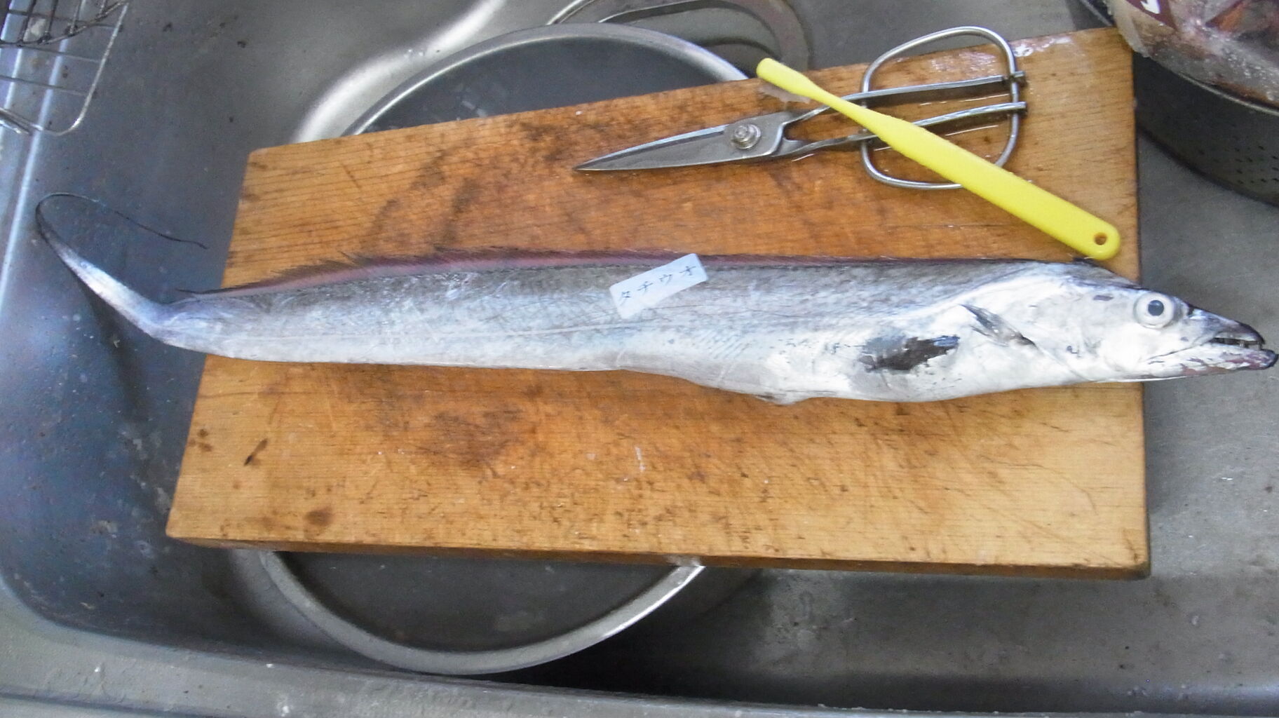 年8月 末のお魚 さん Sinの通勤運動 独逸生活 旅行 建築 家