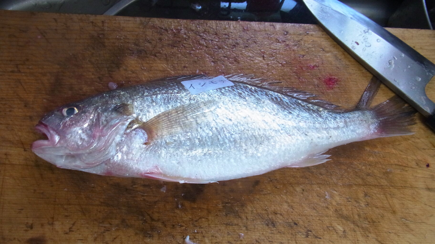 21年5月 も鯉ではなくて海の魚 Sinの通勤運動 独逸生活 旅行 建築 家 21年5月 も鯉ではなくて海の魚 Sinの通勤運動 独逸生活 旅行 建築 家