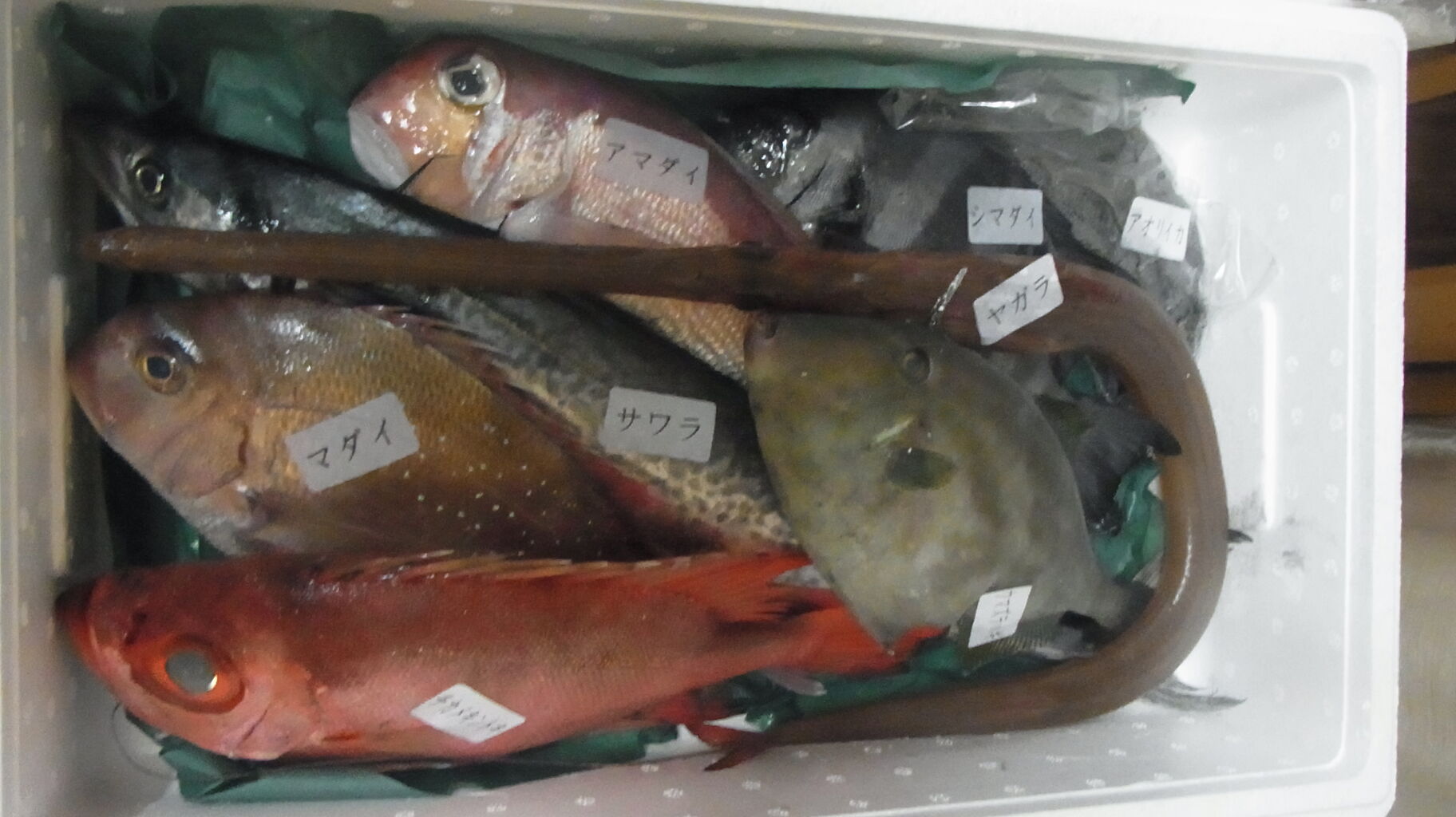 19年12月 後半のお魚 さん Sinの通勤運動 独逸生活 旅行 建築 家 19年12月 後半のお魚 さん Sinの通勤運動 独逸生活 旅行 建築 家