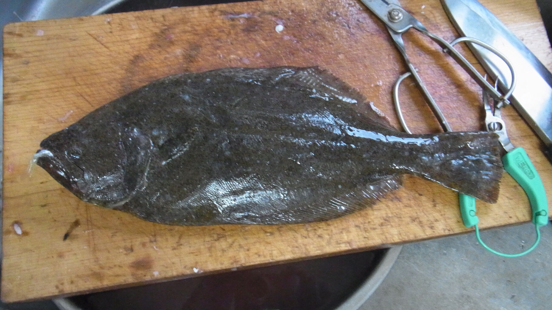 年8月 末のお魚 さん Sinの通勤運動 独逸生活 旅行 建築 家 年8月 末のお魚 さん Sinの通勤運動 独逸生活 旅行 建築 家