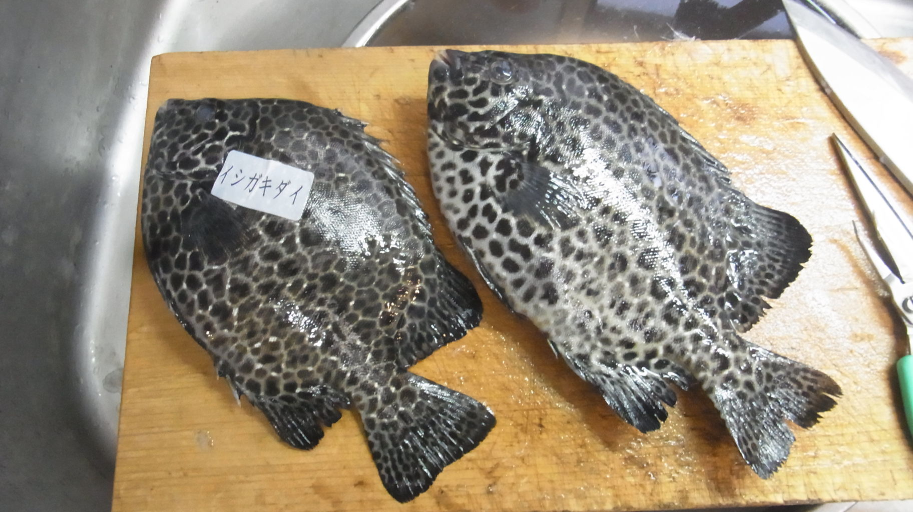 19年9月 に食べるお魚 さん Sinの通勤運動 独逸生活 旅行 建築 家 19年9月 に食べるお魚 さん Sinの通勤運動 独逸生活 旅行 建築 家