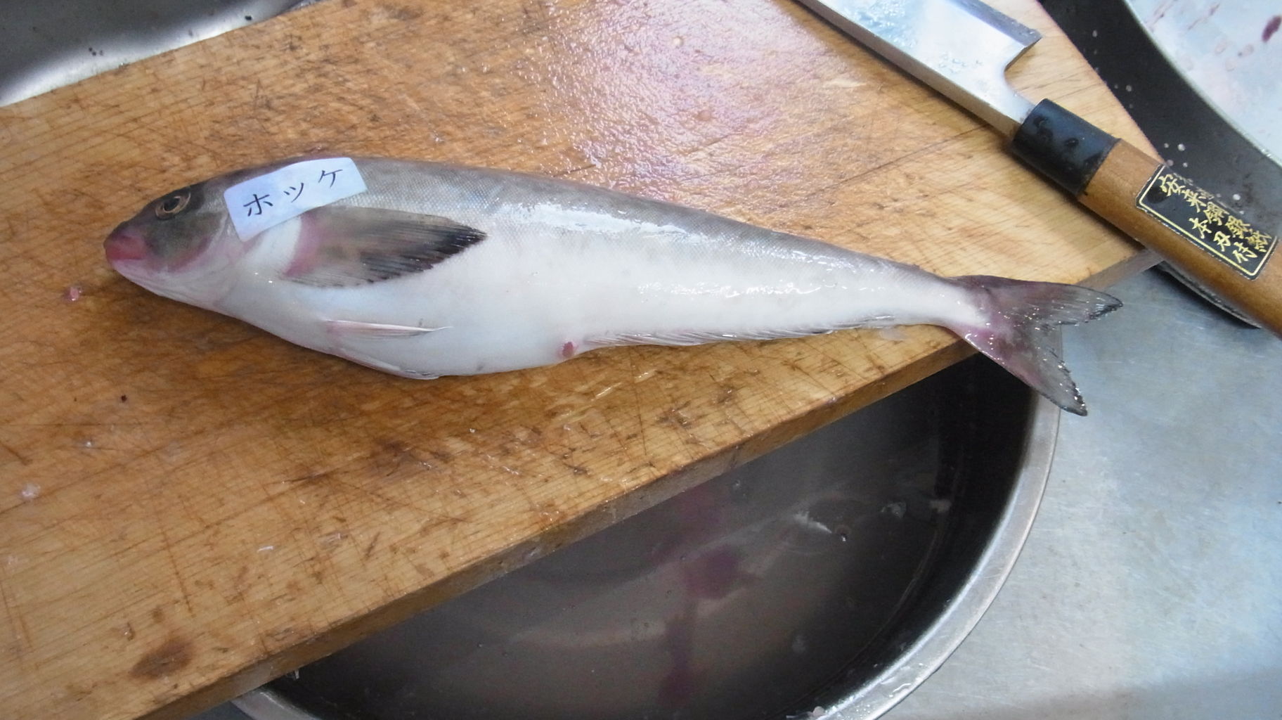 19年4月の魚 不漁で日曜日着 Sinの通勤運動 独逸生活 旅行 建築 家