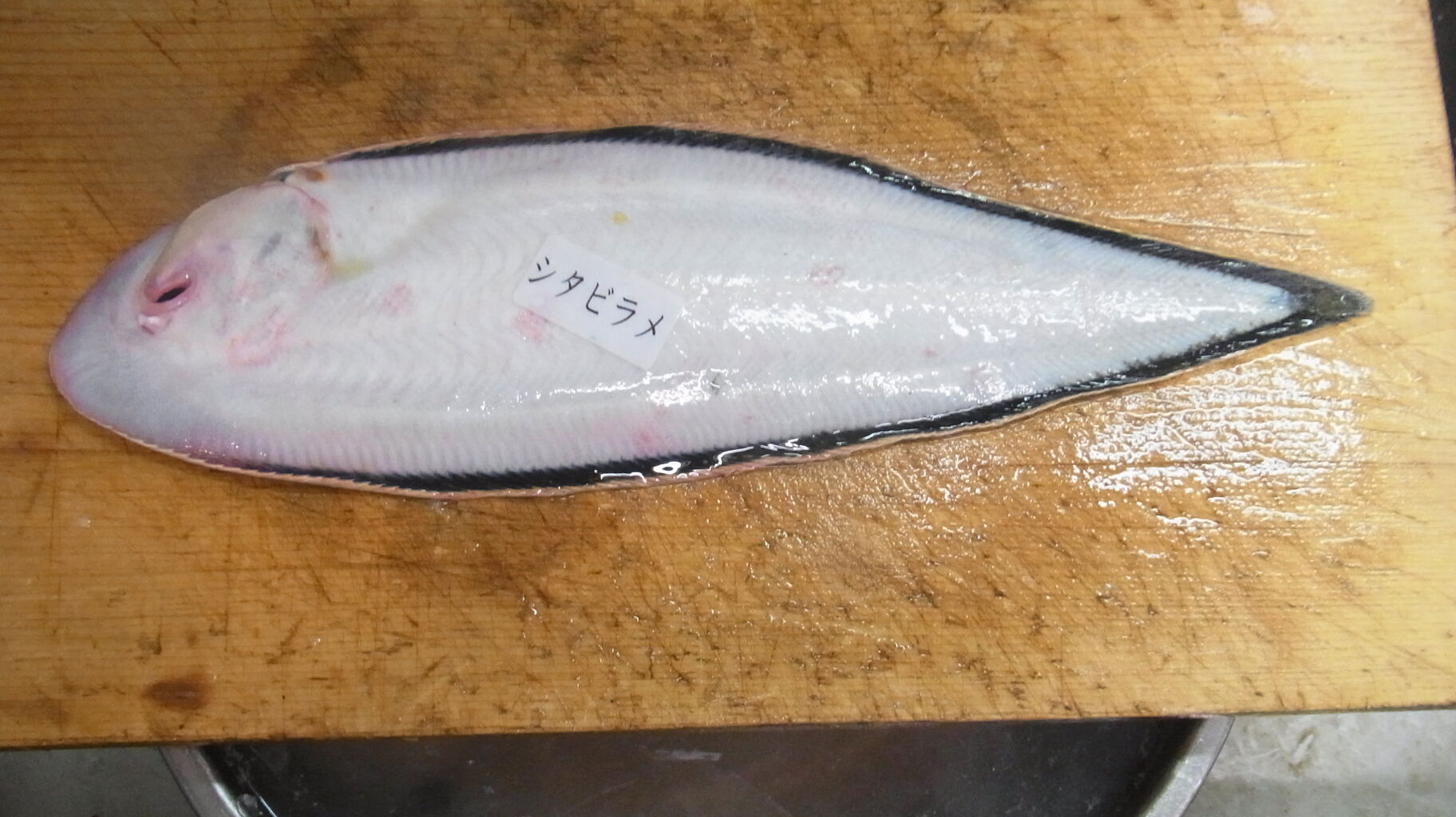 年7月 初めのお魚 生活 Sinの通勤運動 独逸生活 旅行 建築 家