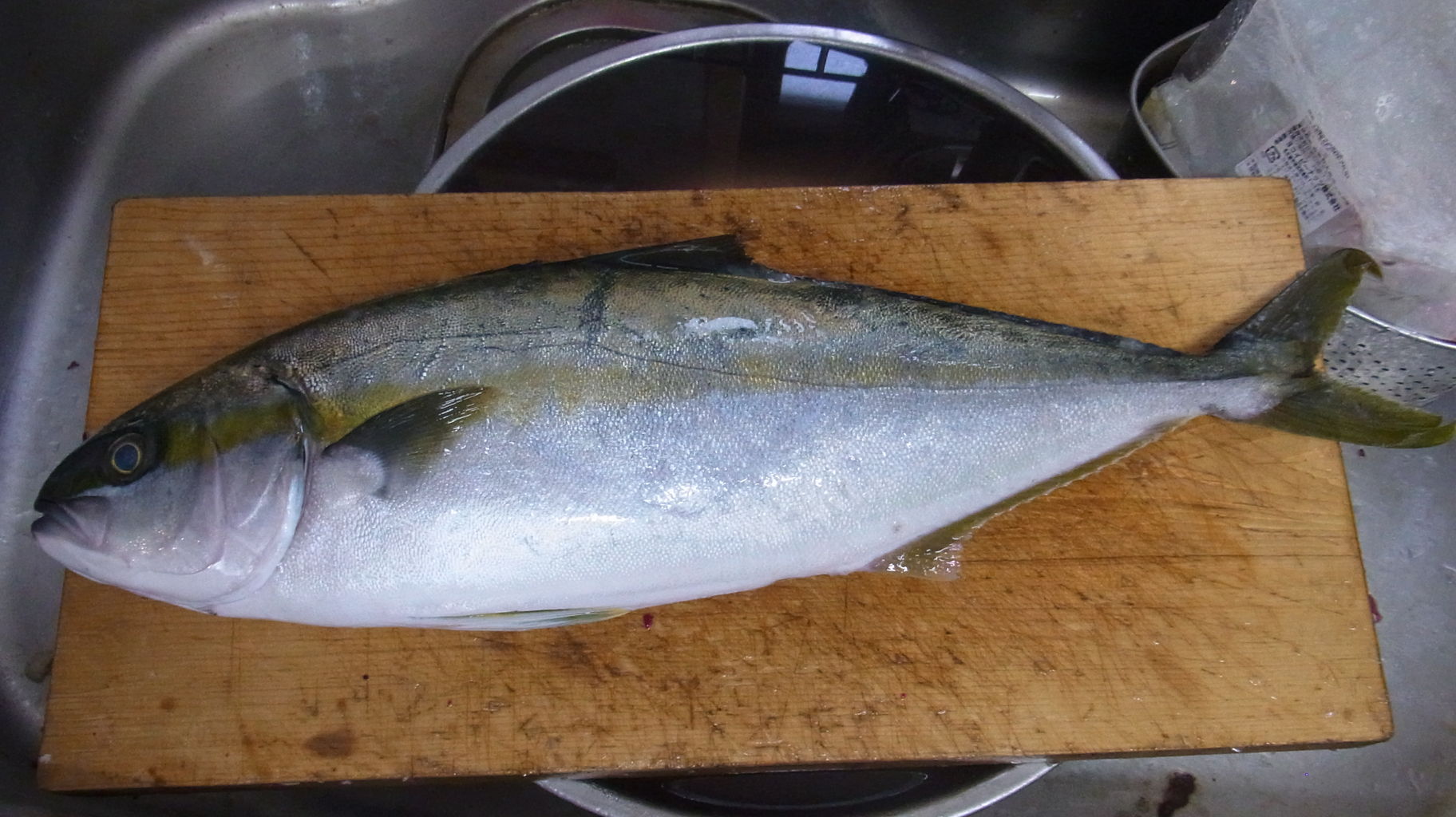 19年7月 の魚 Sinの通勤運動 独逸生活 旅行 建築 家 19年7月 の魚 Sinの通勤運動 独逸生活 旅行 建築 家