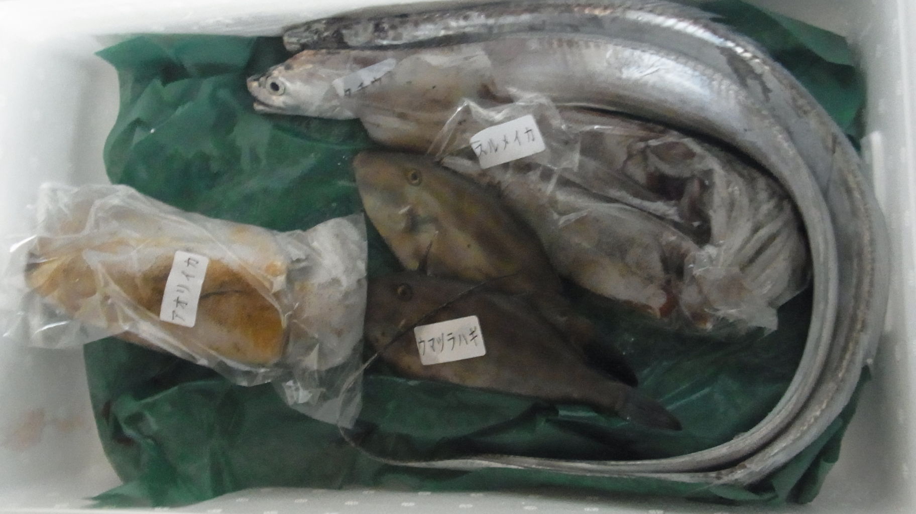 10月末の魚たち Sinの通勤運動 独逸生活 旅行 建築 家 10月末の魚たち Sinの通勤運動 独逸生活 旅行 建築 家