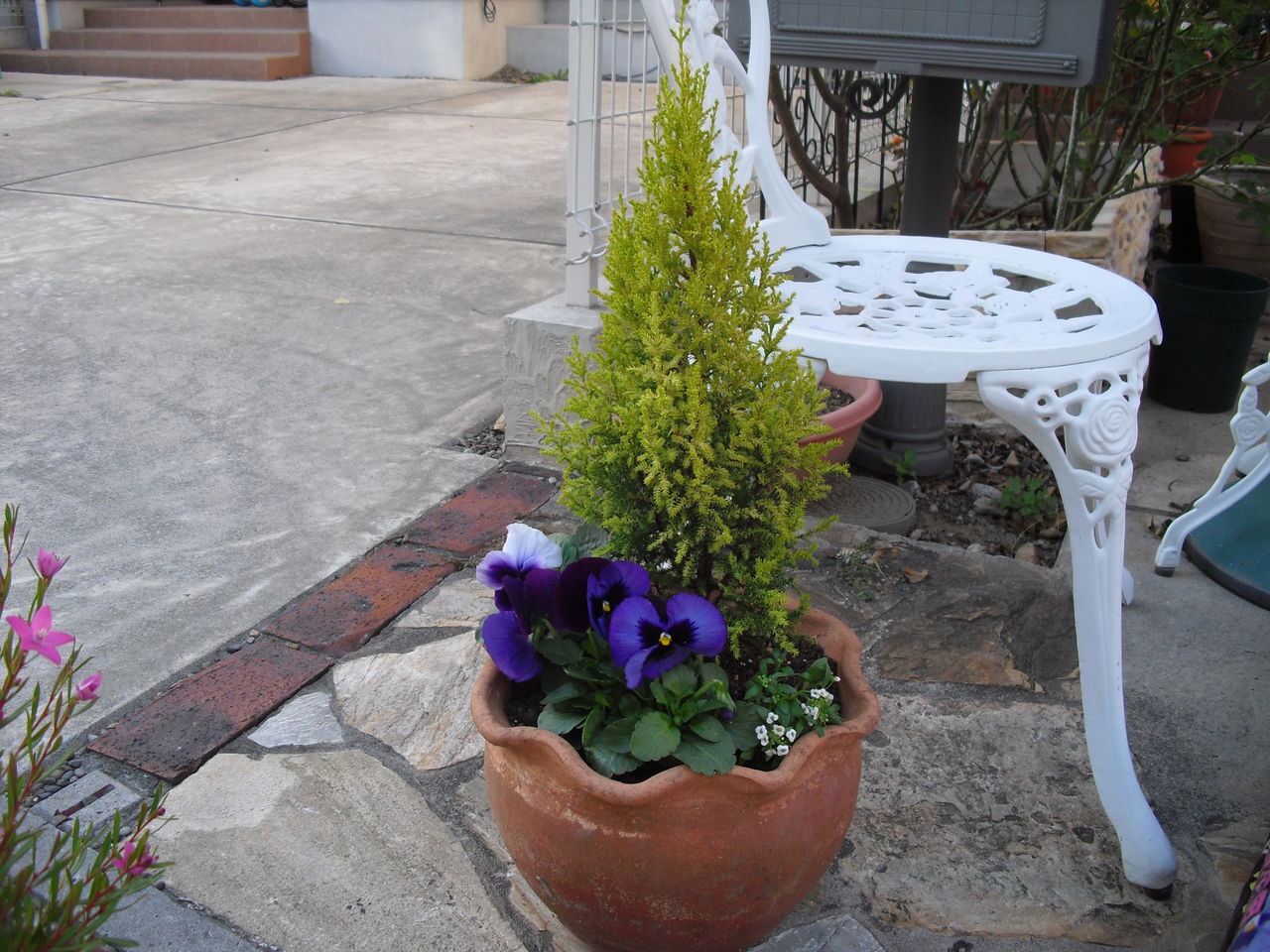 ゆきたんぶろぐ パンジーとチューリップの植え付け