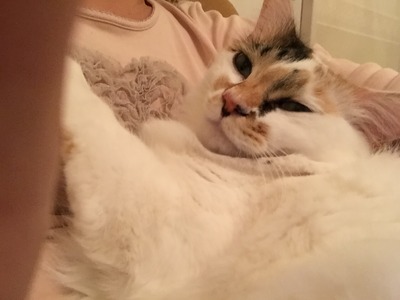 0113105b0534e0b4170bb89fe4501c3cf2a372e0eb