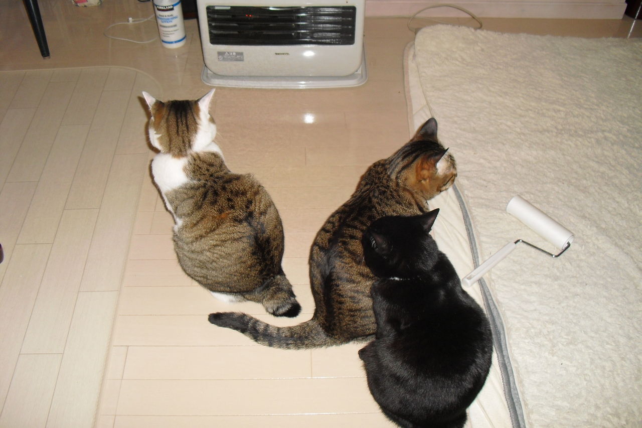 自由すぎる猫達 ゆきたんぶろぐ