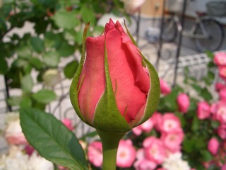 CIMG6268