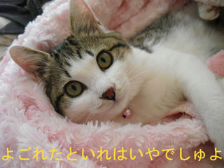 BlogPaint