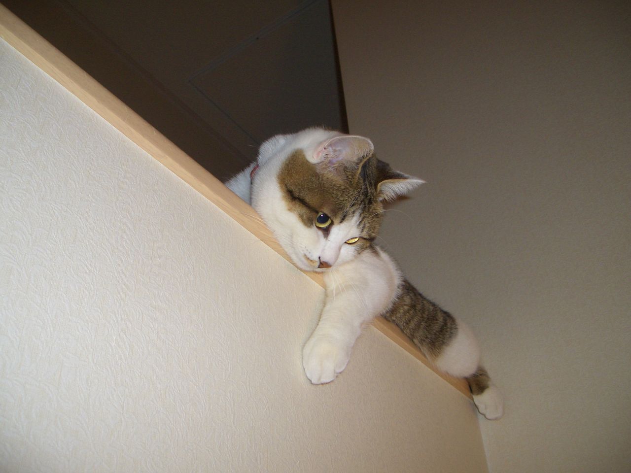 ゆきたんぶろぐ 最近のカメちゃん