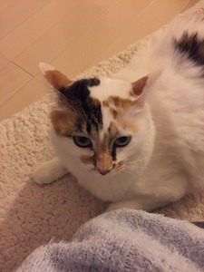 01caba550995dd553988908e39bb7e528964ce6323