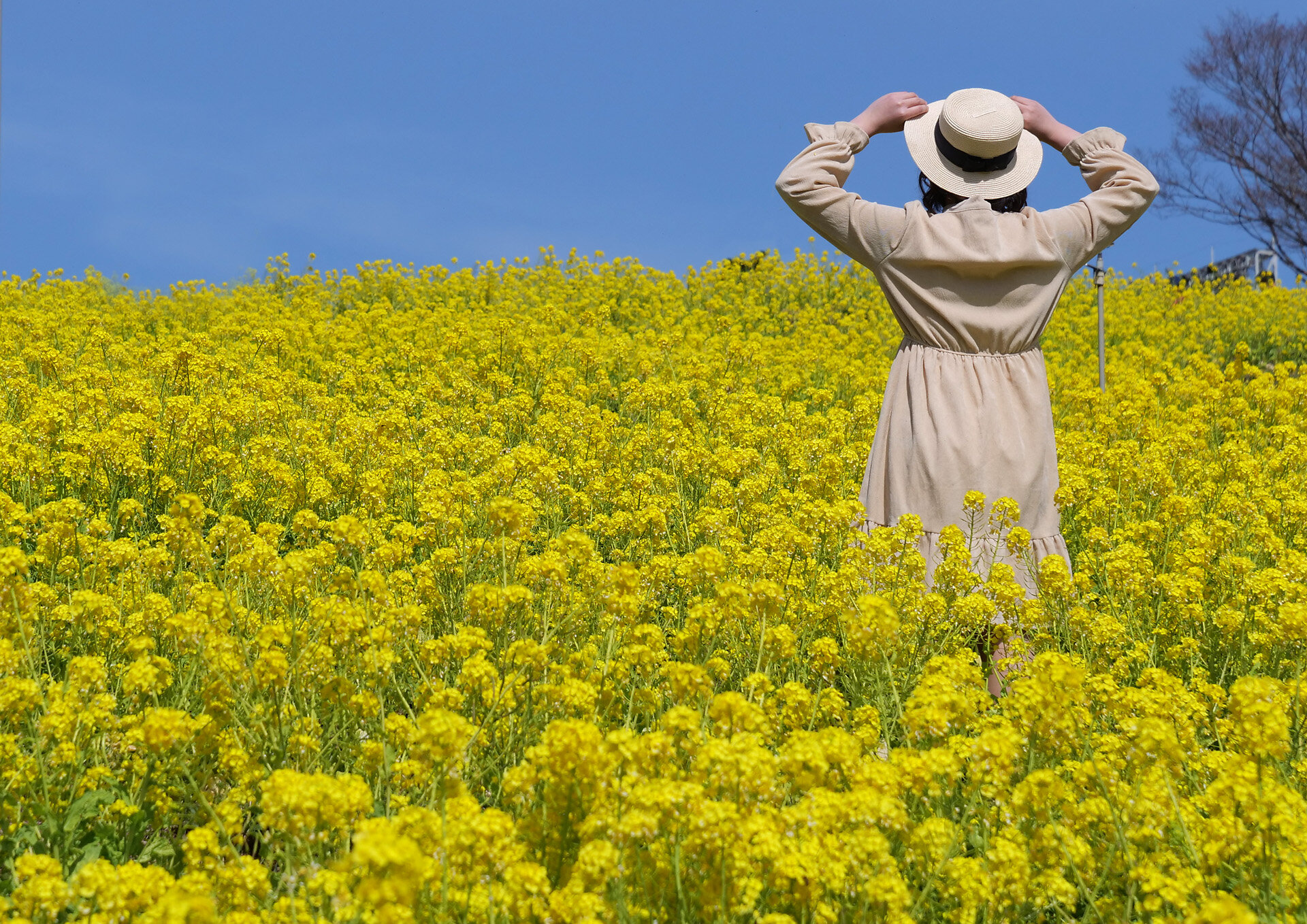 葉の花畑in神戸総合運動公園 21 03 11 Senaojinのblog