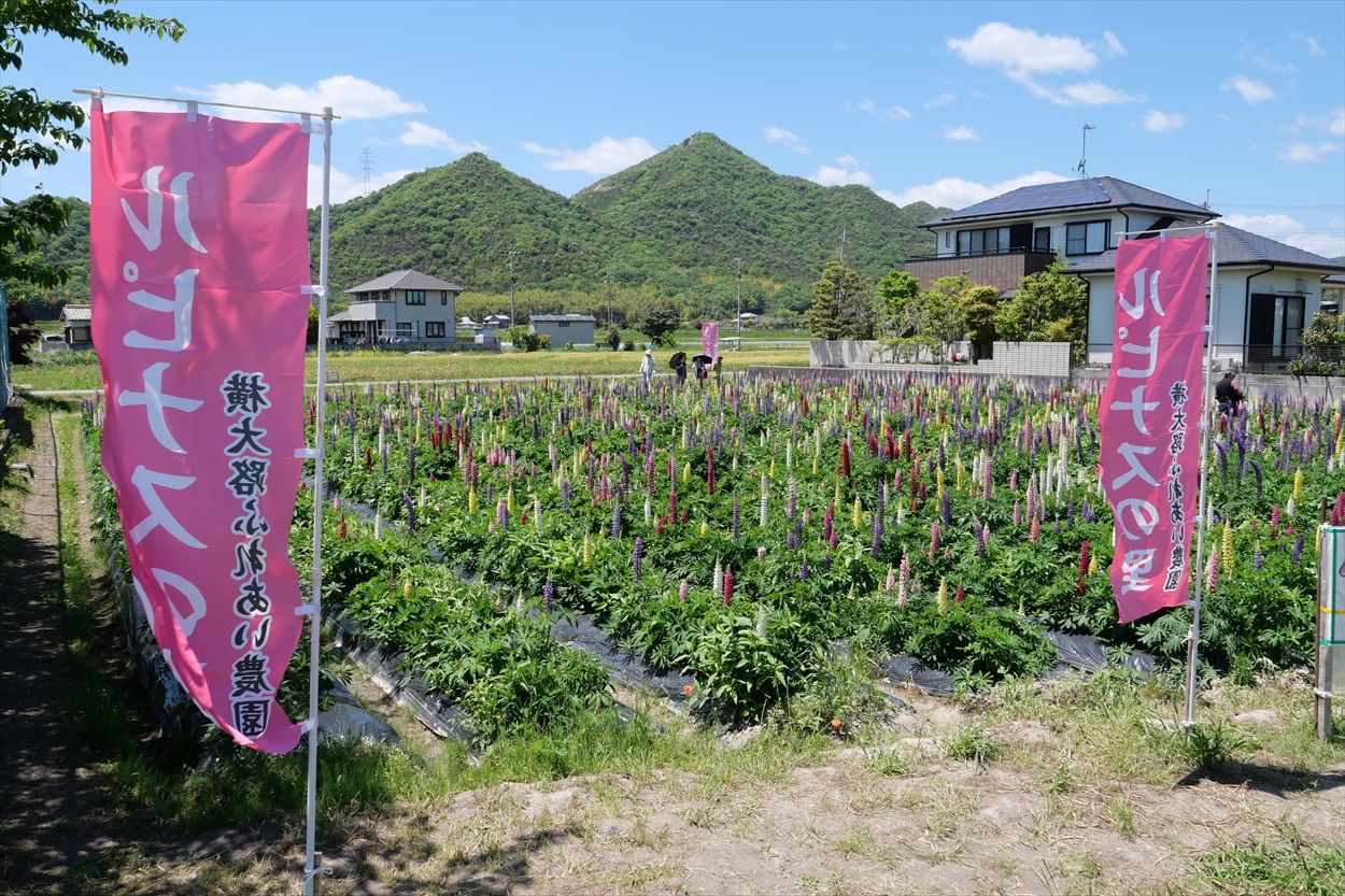 加古川 志方町 ルピナスの里 19 05 07 Senaojinのblog 加古川 志方町 ルピナスの里 19 05 07 Senaojinのblog