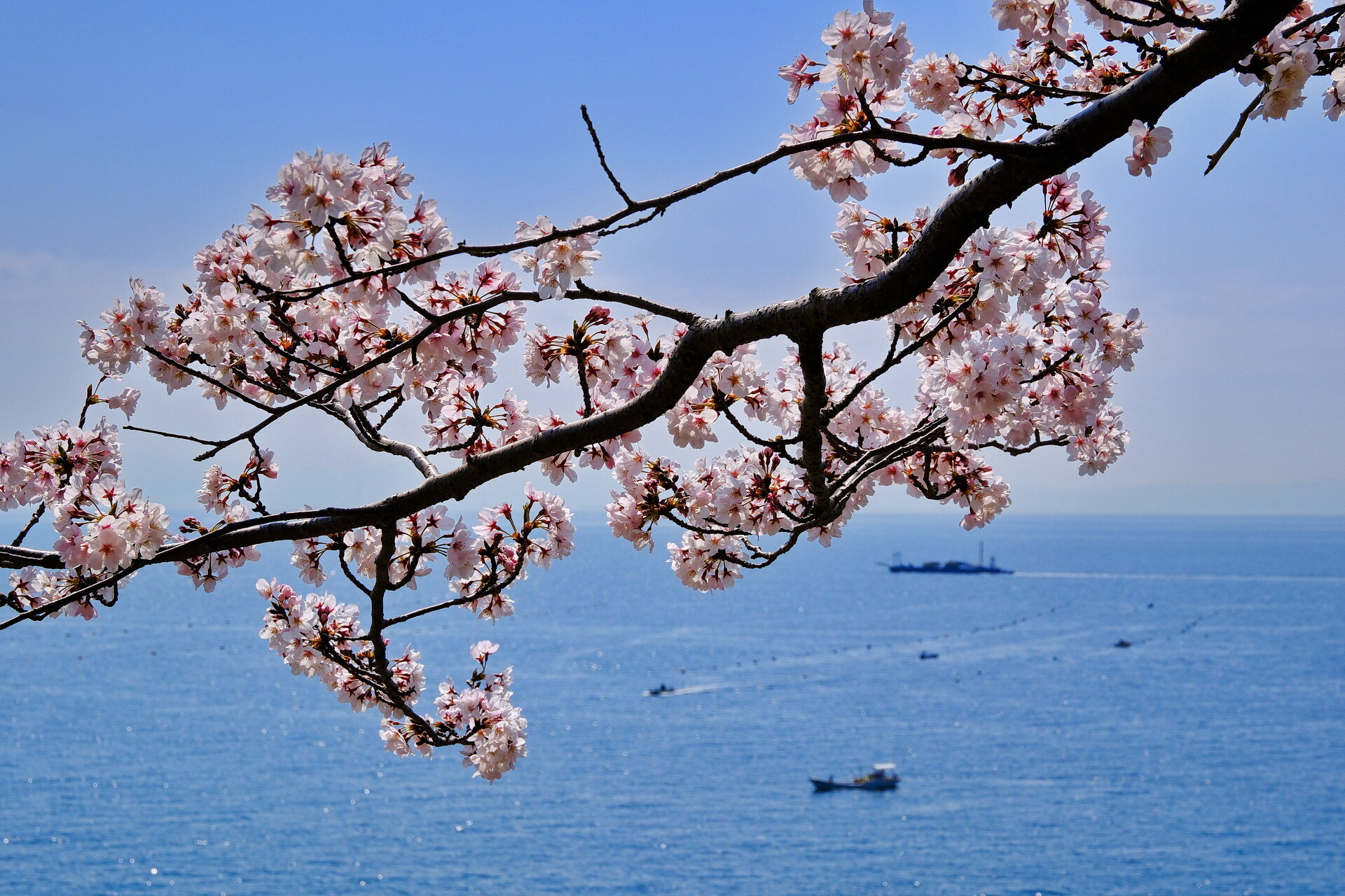 ＜撮影会・須磨浦公園 2023/04/03＞ : senaojinのblog